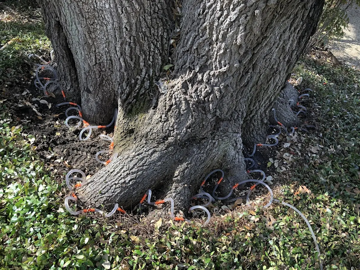 Detailed Tree Cabling and Bracing job site in Dilltown