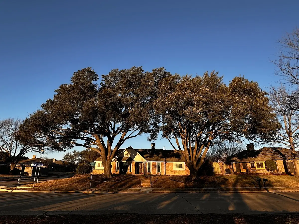 Established residential canopy tree shading a home in Dilltown